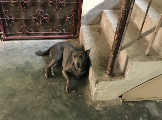 Dog In India