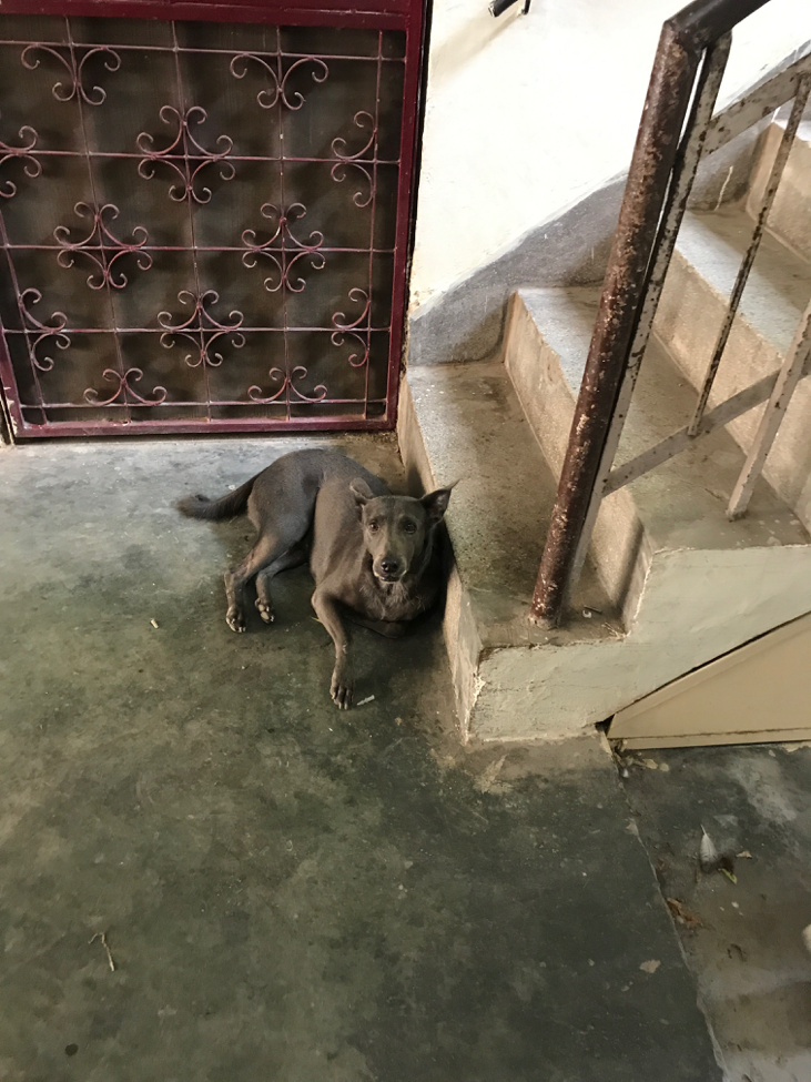 Dog In India