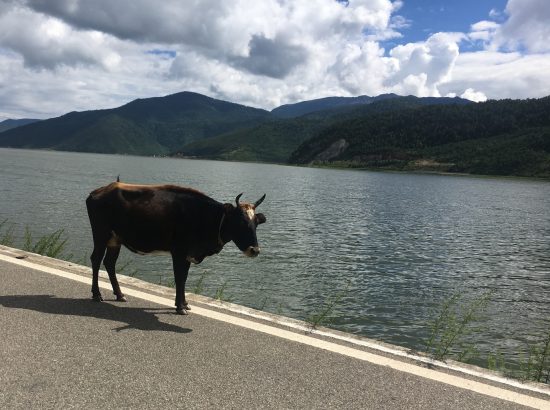 one cow standing in the middle of a paved road with lake and mountains in background