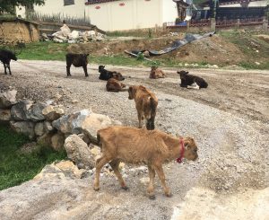 small brown calves lying in a gravel road