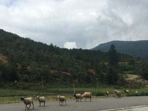 sheep in the road with mountains behind