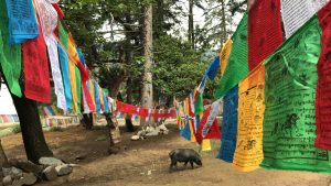 prayer flags hanging over a black pig
