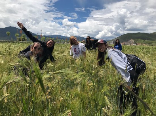 six students in a rice field