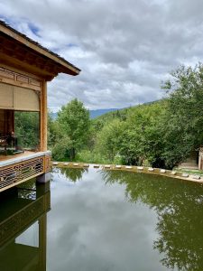 portrait view of koi pond