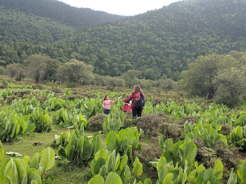 young adult and child collecting leaves in a field