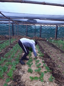 man picking up leaves from field