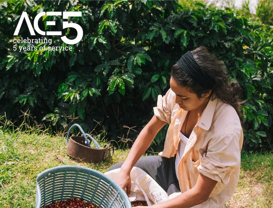 woman picking coffee cherries