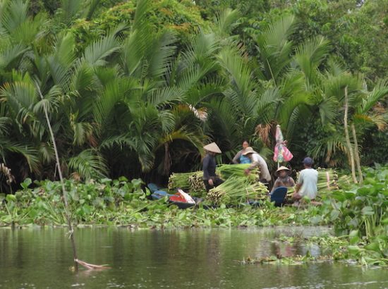 people carrying plants in a swampy wetland