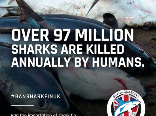 shark finning graphic