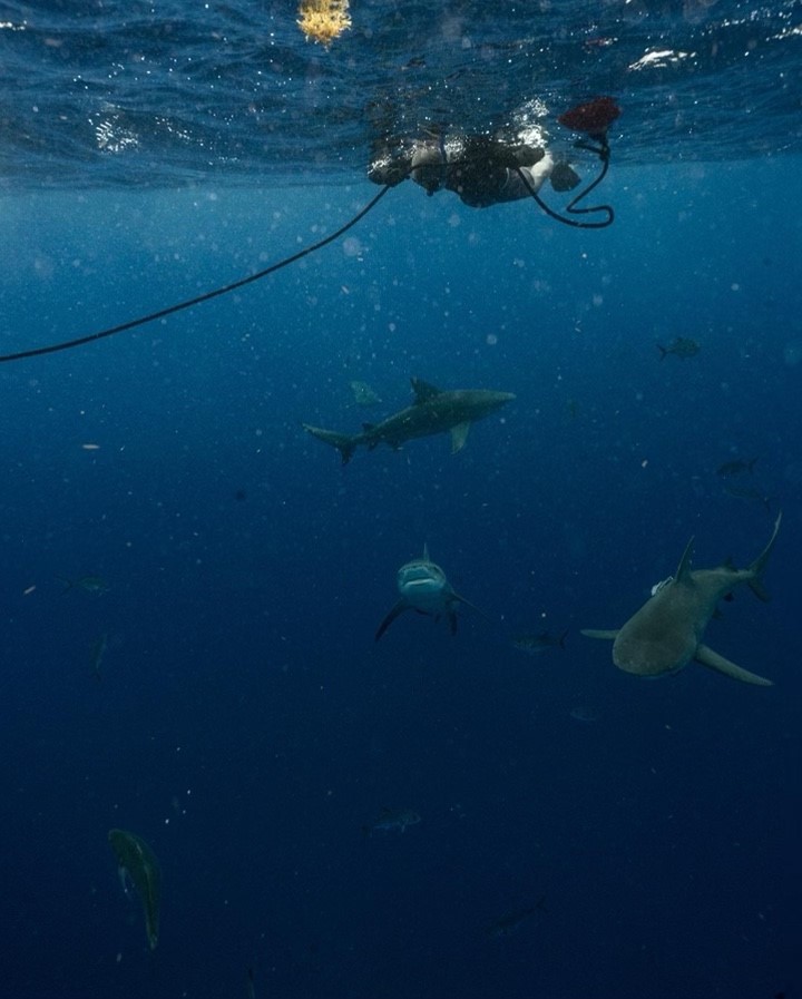 person swimming with sharks in scuba suit