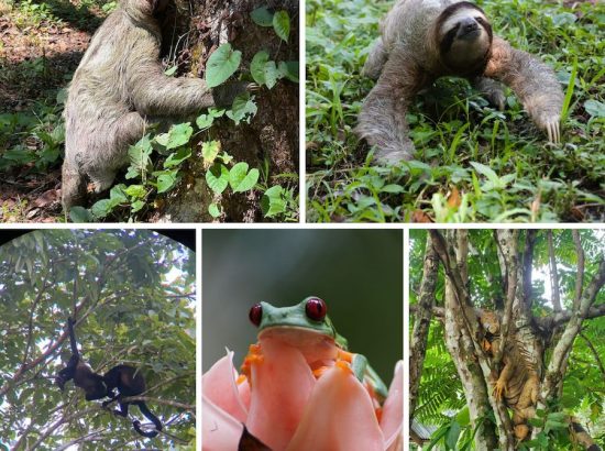 collage of local costa rican wildlife