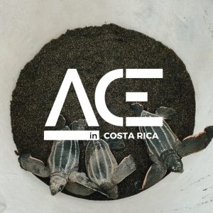 ace costa rica logo over image of turtles