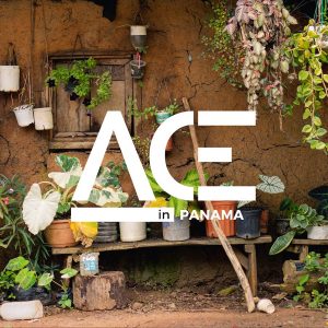 ace panama logo over plants and greenery image