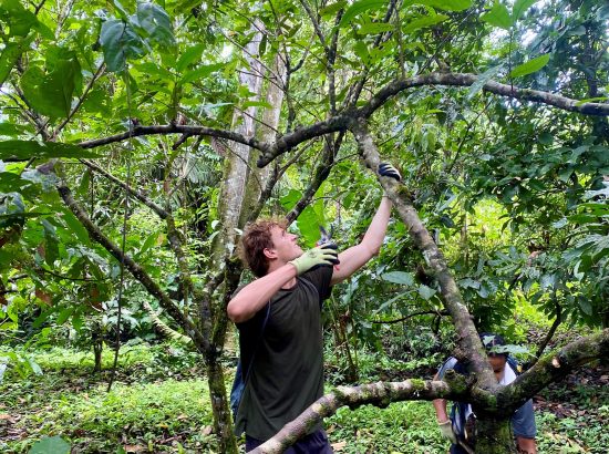 Student cutting cacao branch