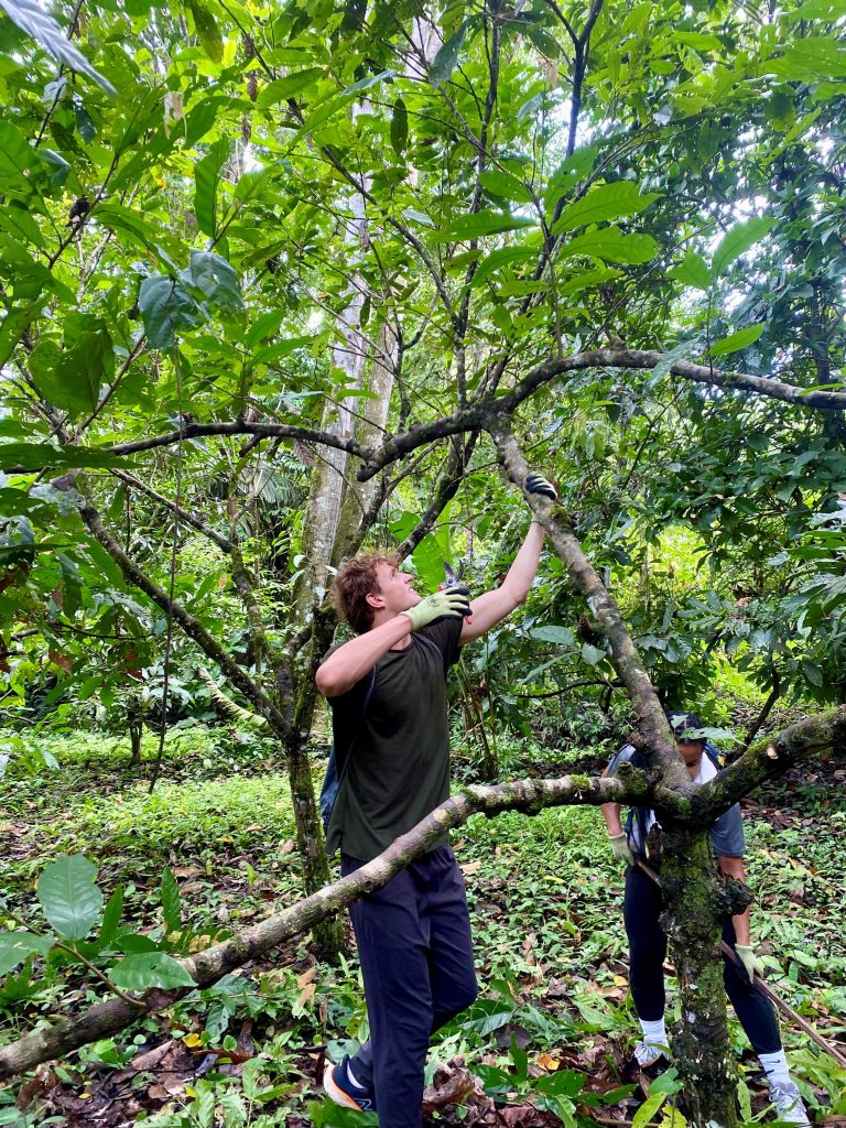 Student cutting cacao branch